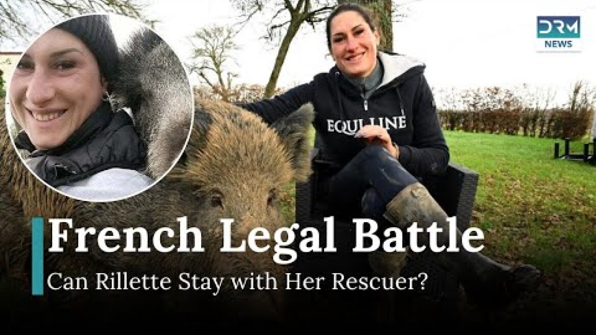 Meet Rillette: French Boar Faces Separation From Rescuer in Legal Battle | DRM News | AO1B