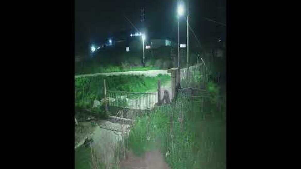 Κουκουλοφόροι κλέβουν αρνιά από στάνη στην Βόλβη Θεσσαλονίκης 3