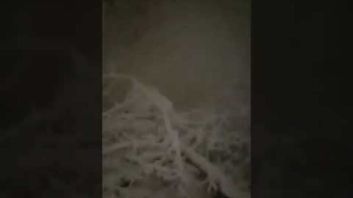 Πτώση δέντρον