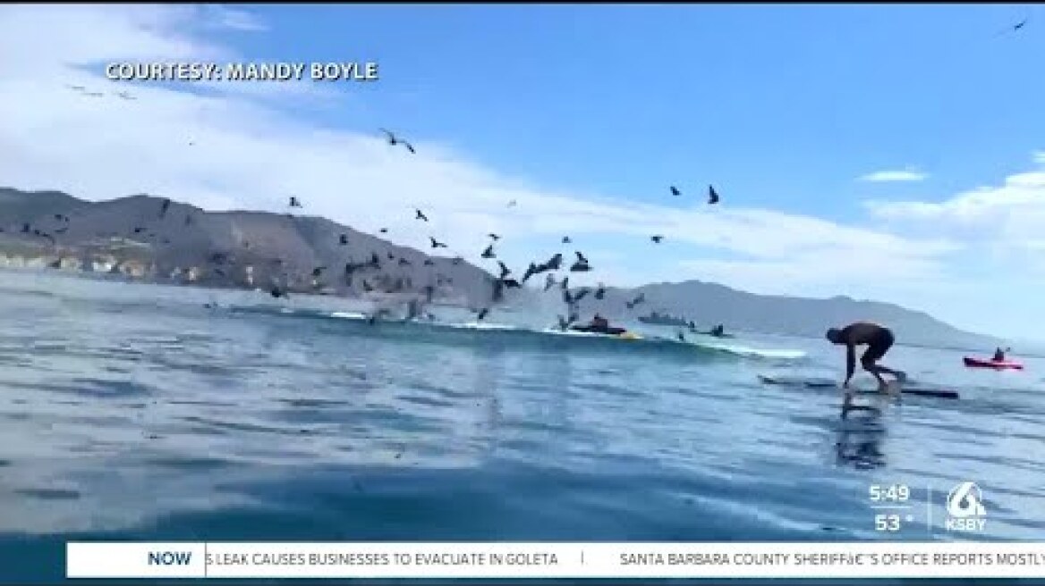 Whale capsizes kayak, forces 2 people underwater in Avila Beach