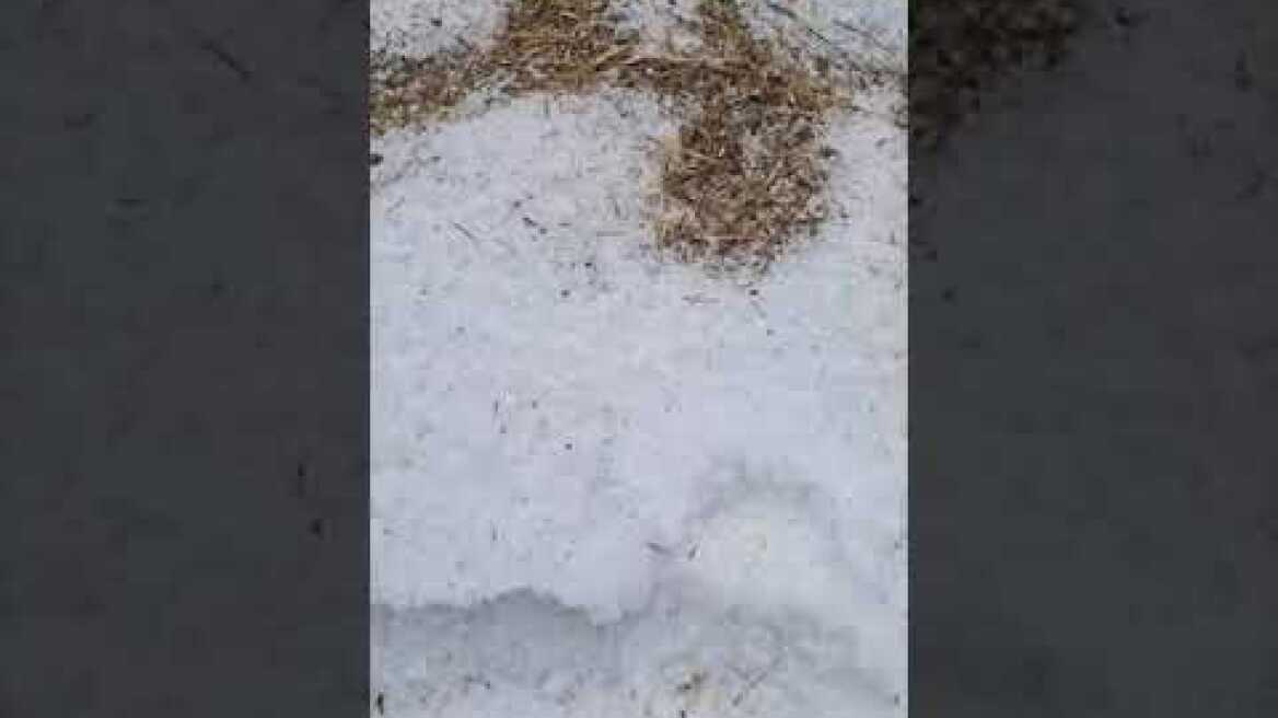 Χαλαζόπτωση στην ενδοχώρα του Ηρακλείου – Ζημιές σε αμπέλια και ελαιώνες   Ρουκάνι