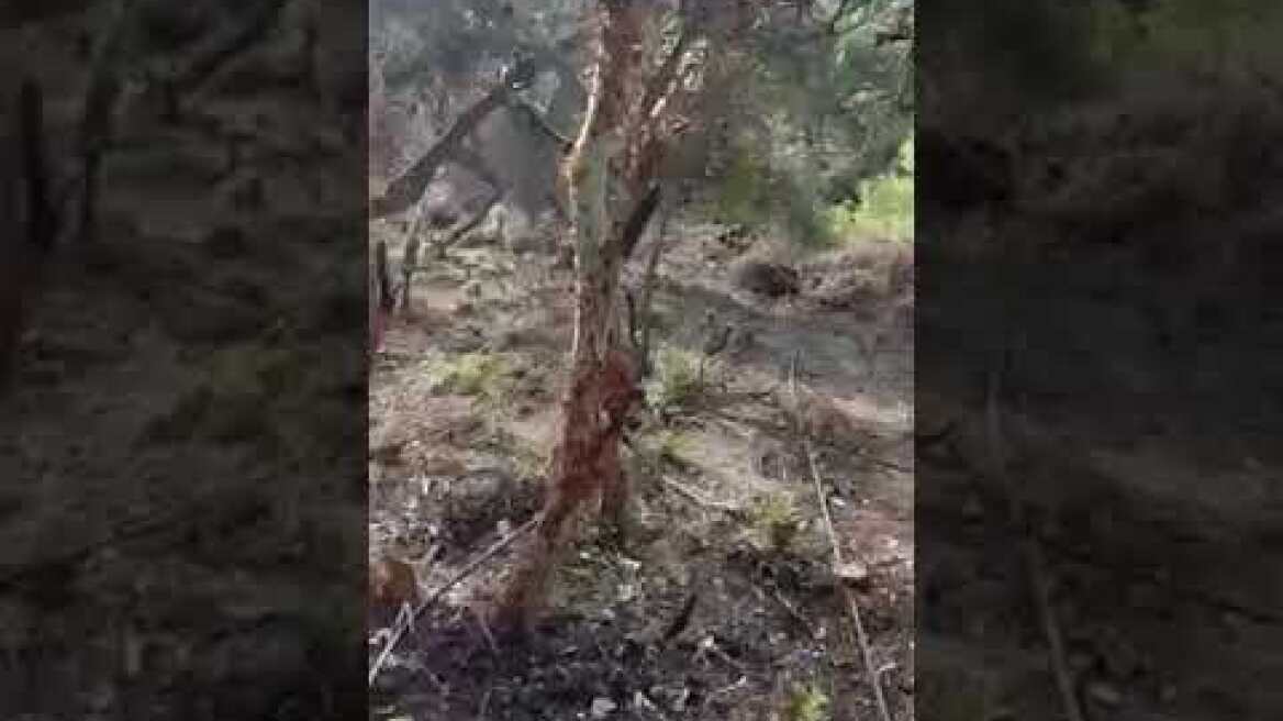 15062024 ΔΤ ΓΑΔΑ Εξάρθρωση εγκληματικής οργάνωσης που καλλιεργούσε δενδρύλλια κάνναβης