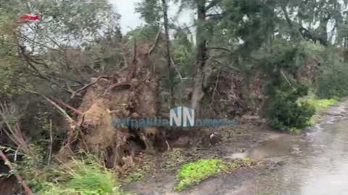 Δεκάδες κυπαρίσσια και λεύκες ξεριζώθηκαν στο Ευηνοχωρι 