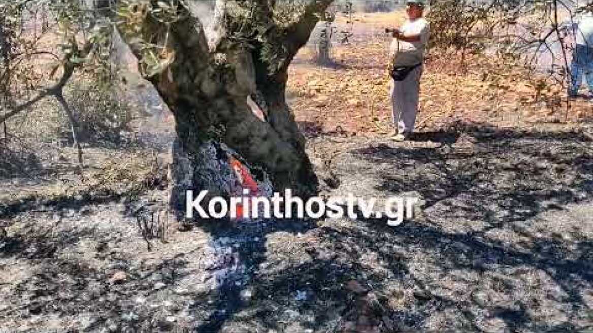 H φωτιά στο Σοφικό Κορινθίας ξεκίνησε απο τα πρανή του δρόμου