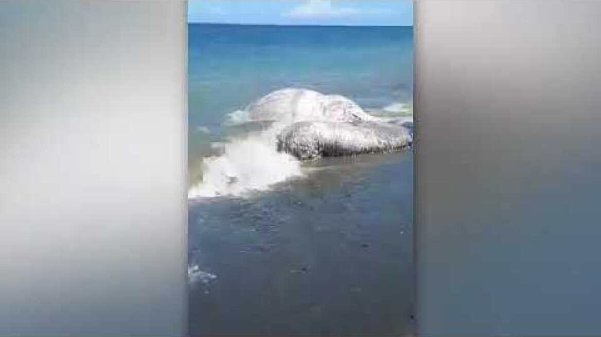 Mysterious hairy sea creature dubbed a 'globster' washes up on beach as terrified locals beg "please