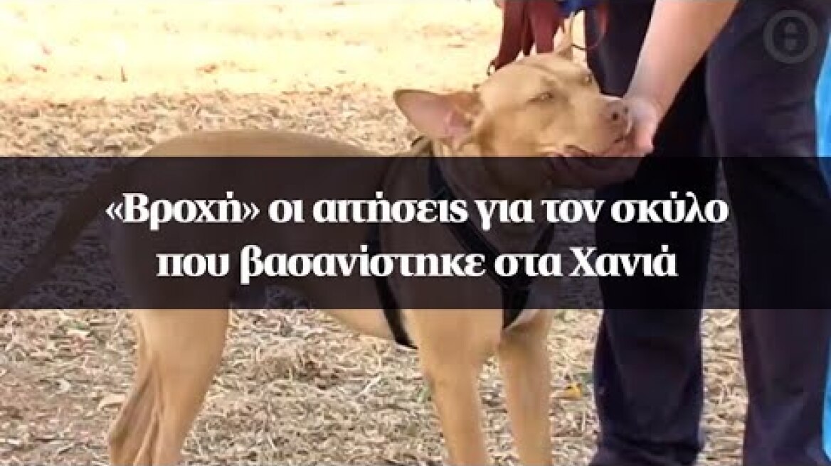 «Βροχή» οι αιτήσεις για τον σκύλο που βασανίστηκε στα Χανιά