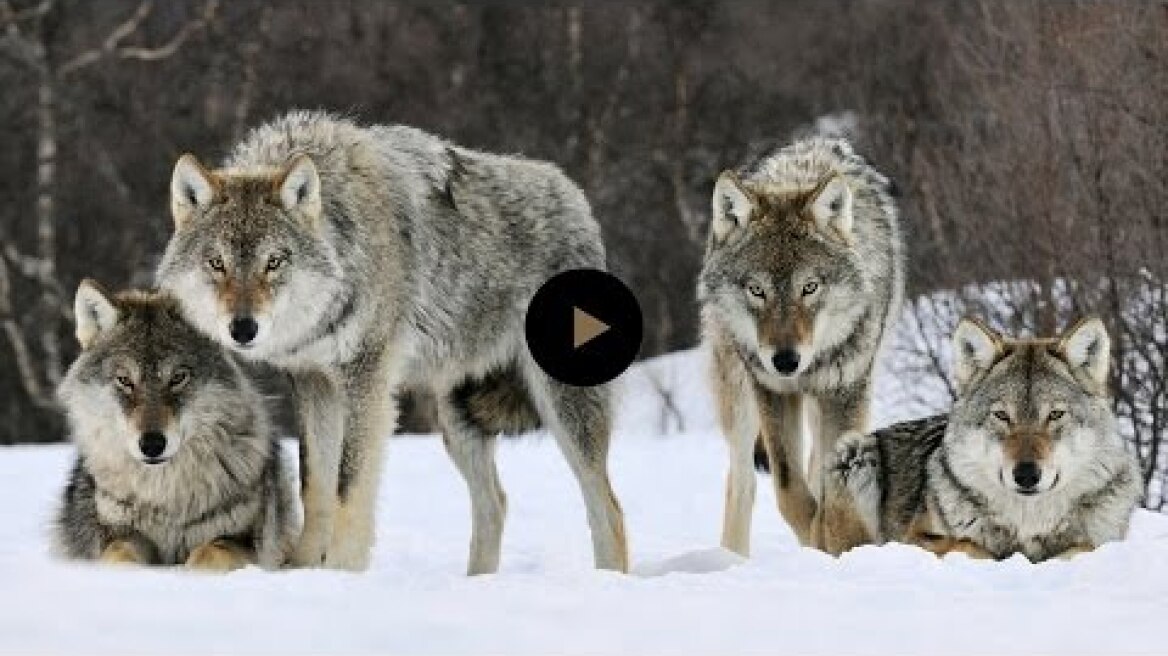 How Wolves Change Rivers