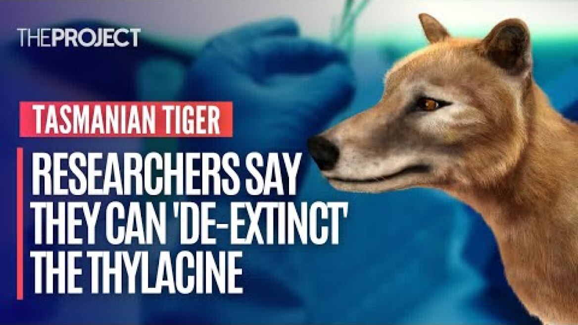 Researchers Say They Can 'De-Extinct' The Tasmanian Tiger