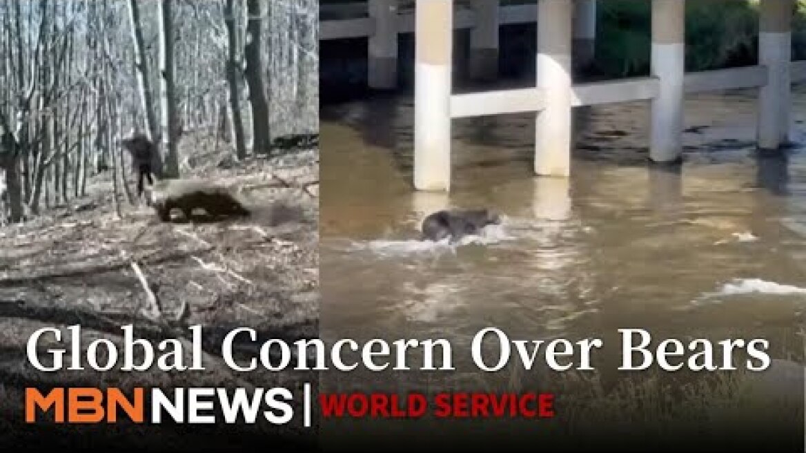 Bear Attacks in Japan Surge to 12 Deaths, Prompting Government and Self-Defense Action