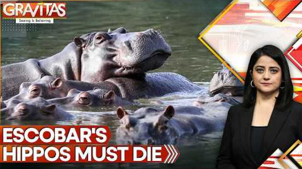 Hippo Invasion | Colombia To Kill Pablo Escobar's Cocaine Hippos | GRAVITAS | WION