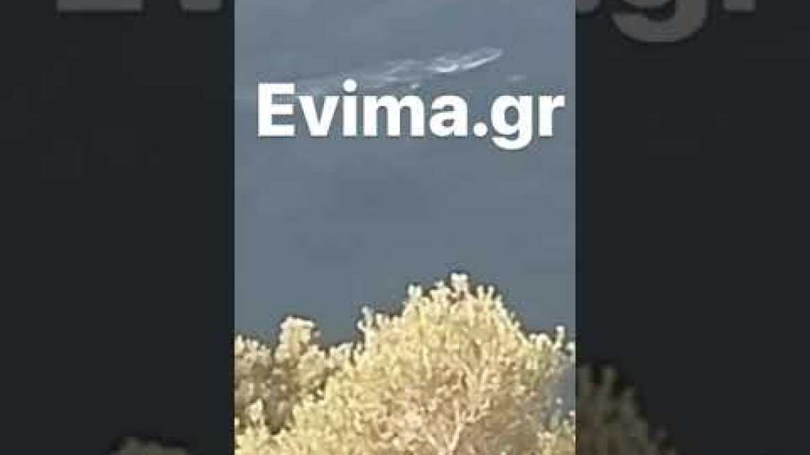 Φάλαινα στην Εύβοια