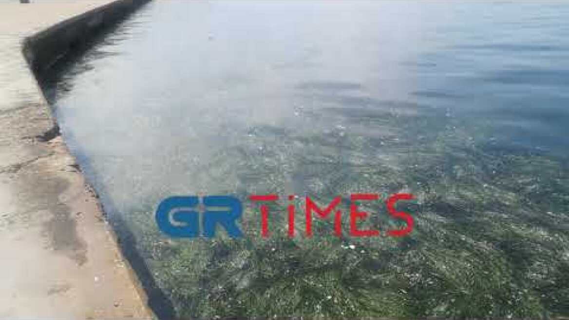 Φύκια και απορρίμματα μπροστά στον Λευκό Πύργο