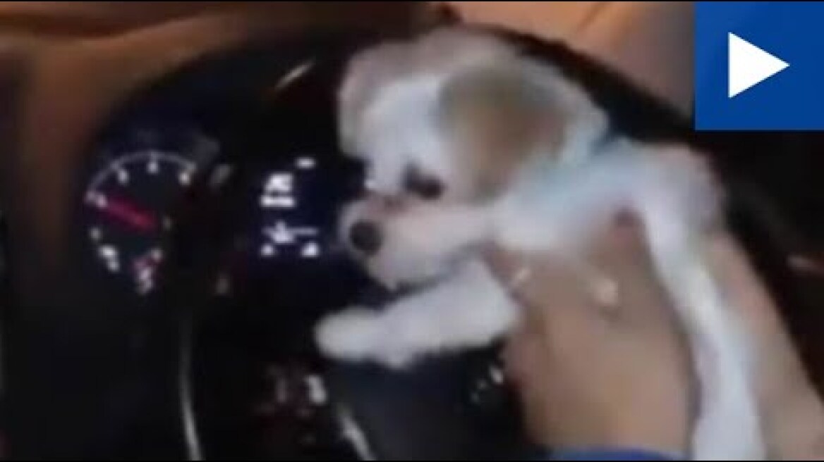 Footballer Madelene Wright Holds Her Dog Whilst Driving Her Car