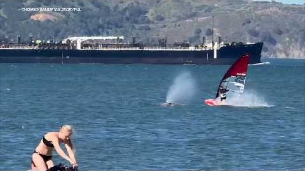 Video shows windsurfer colliding with gray whale on San Francisco bay