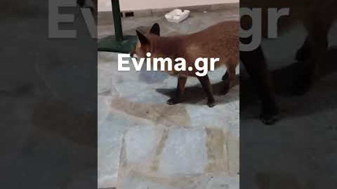 Η Αλεπού που τρώει αστακομακαρονάδα στην Εύβοια