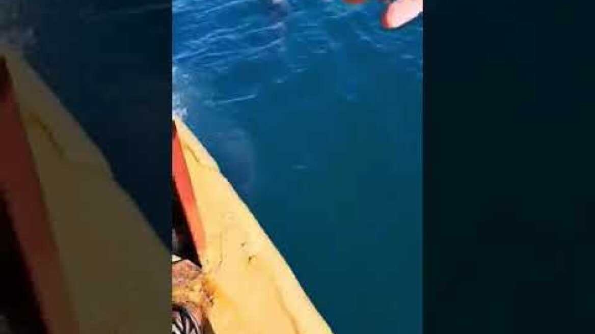 Thestival.gr Δελφίνια στον Θερμαϊκό