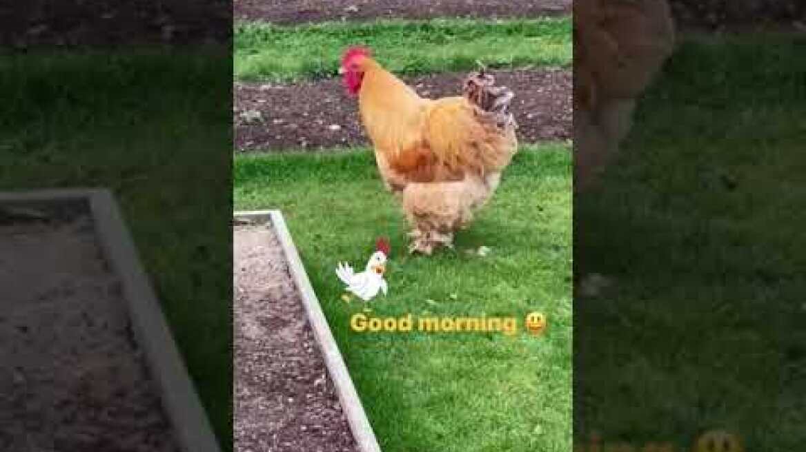 Το στόρυ του David Beckham με τις κότες