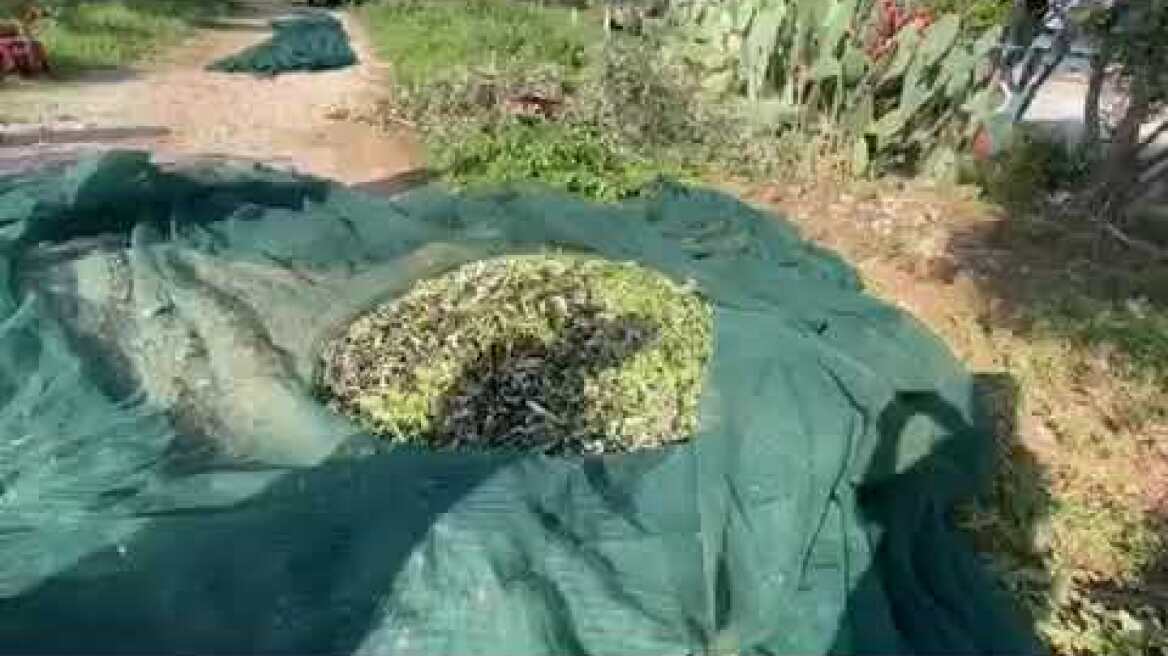 Κλοπές λαδιών: Θύματα από όλη την Ελλάδα μιλούν στο Πρώτο Θέμα (2)