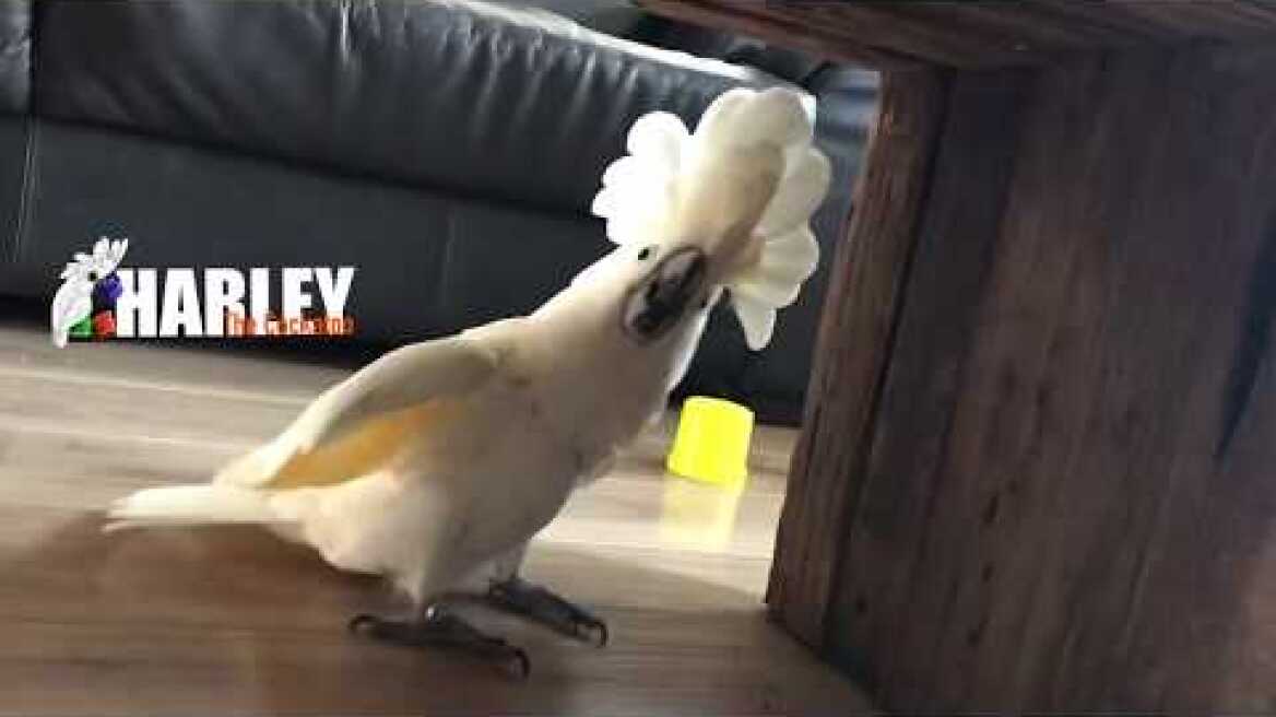 Παπαγάλος θέλει την... ησυχία του