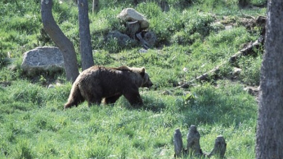 Αρκούδα κατασπάραξε γαϊδουράκι στα Τρίκαλα 