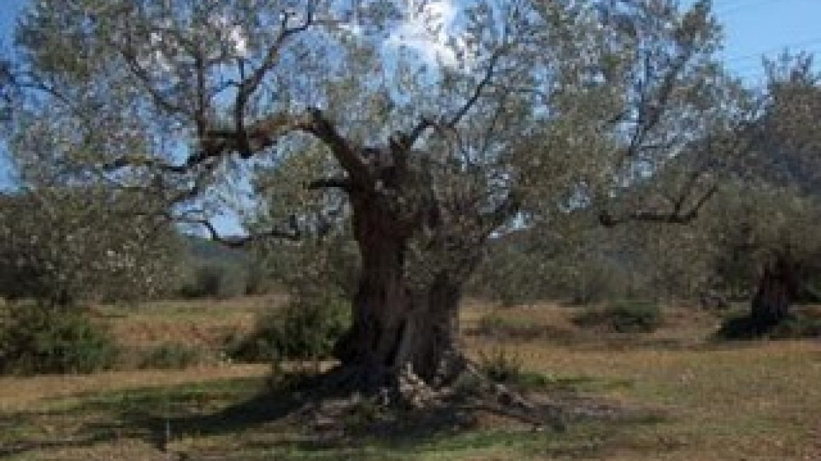 Νεκρός στο κτήμα του 57χρονος στην Πελασγία