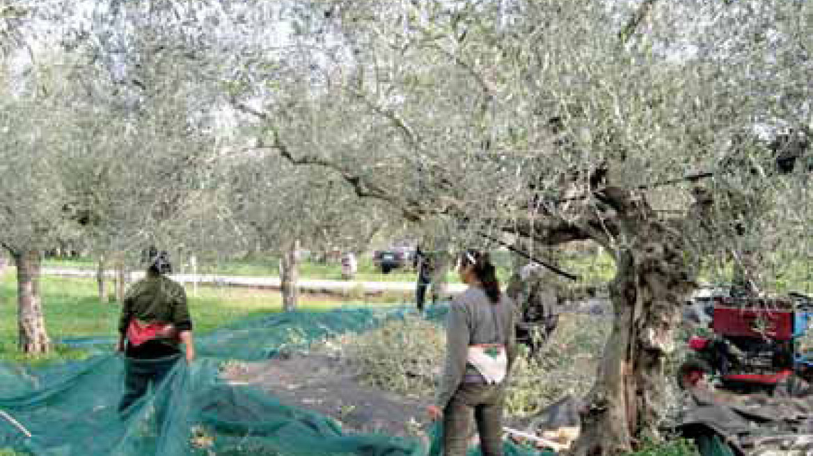 Του έκλεψαν και τις… υπόλοιπες ελιές!