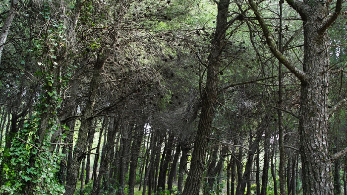 Τσίπρας: Η νίκη του ΣΥΡΙΖΑ θα είναι το τέλος της κυβέρνησης Σαμαρά 