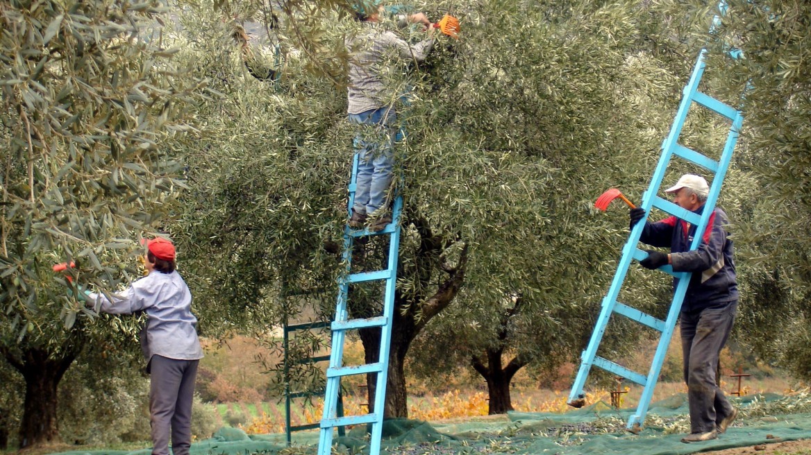 Στους δρόμους -και- οι ελαιοπαραγωγοί