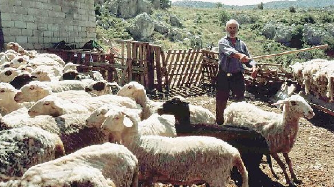 Προληπτικά μέτρα κατά του αφθώδους πυρετού στον Έβρο