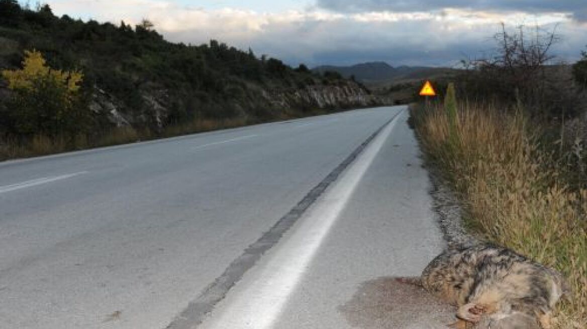 Κι άλλη λύκαινα  νεκρή από τροχαίο 