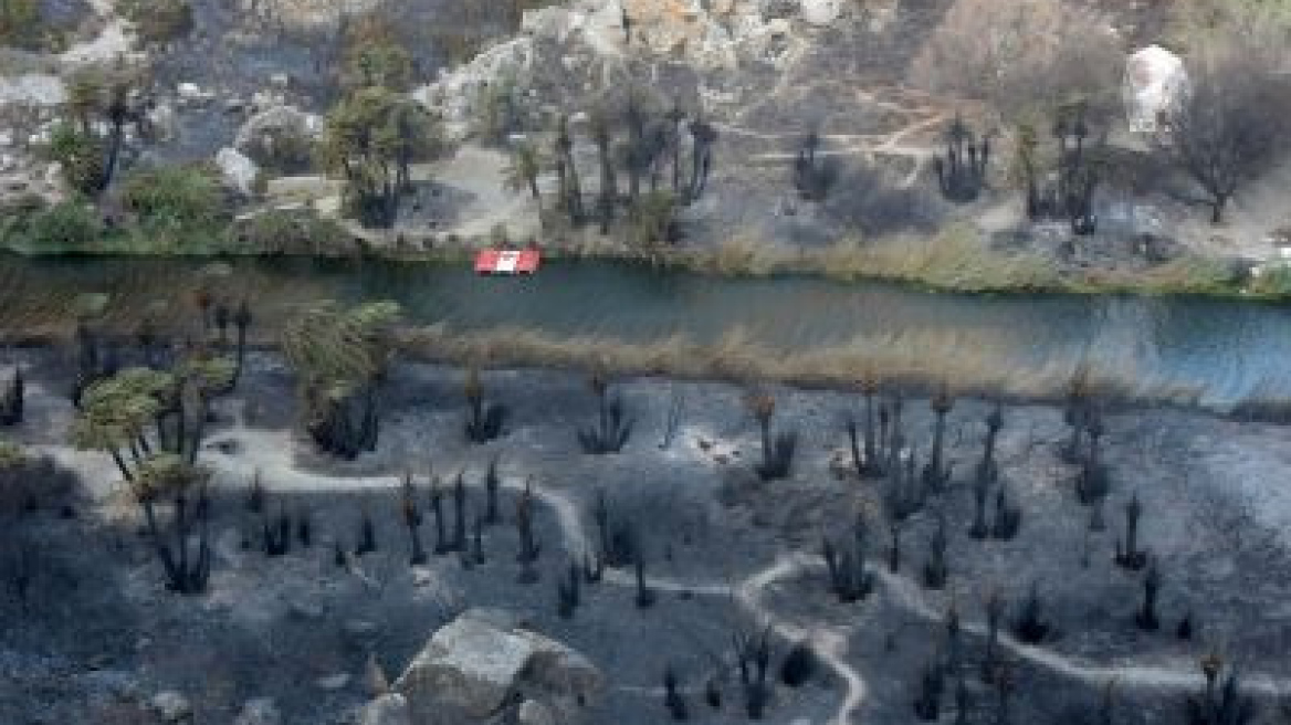 Μέτρα αποκατάστασης του φοινικοδάσους στην Πρέβελη