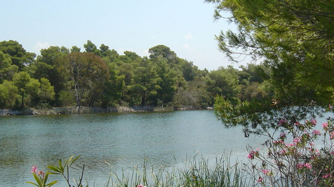 Χάσαμε 2 εκατ. στρέμματα δάσους μέσα σε 20 χρόνια  