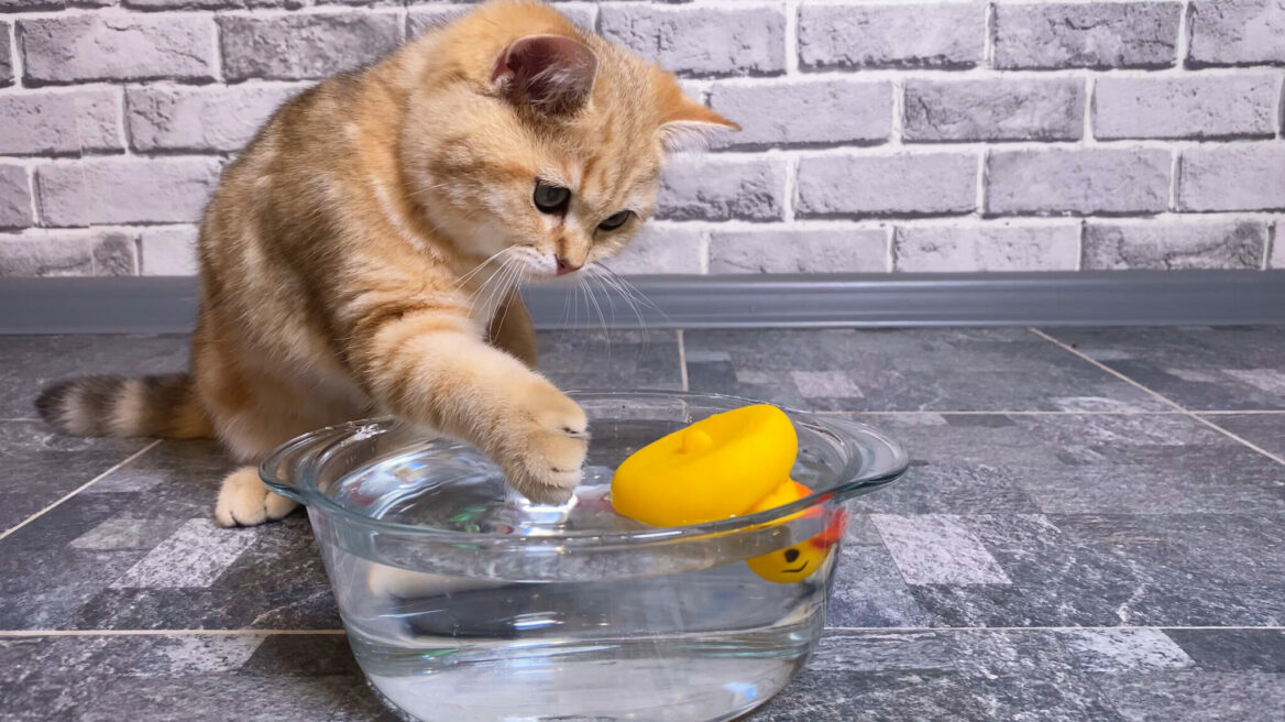 Πώς να διατηρήσουμε το κατοικίδιό μας ενυδατωμένο και υγιές στις ζεστές μέρες