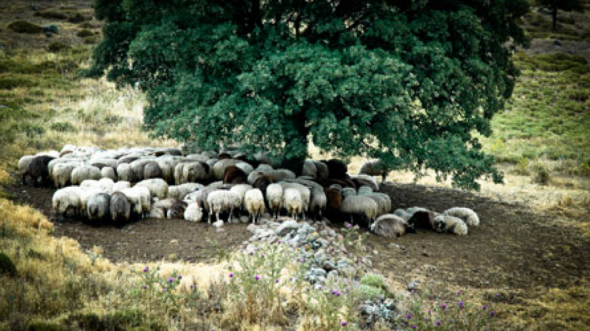 Έκλεψαν από αγρόκτημα 30 αιγοπρόβατα 