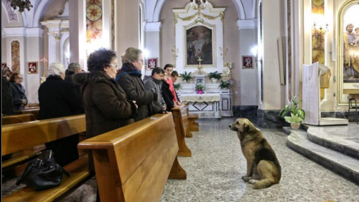 Πιστός σκύλος περιμένει καθημερινά στην εκκλησία τη νεκρή ιδιοκτήτριά του