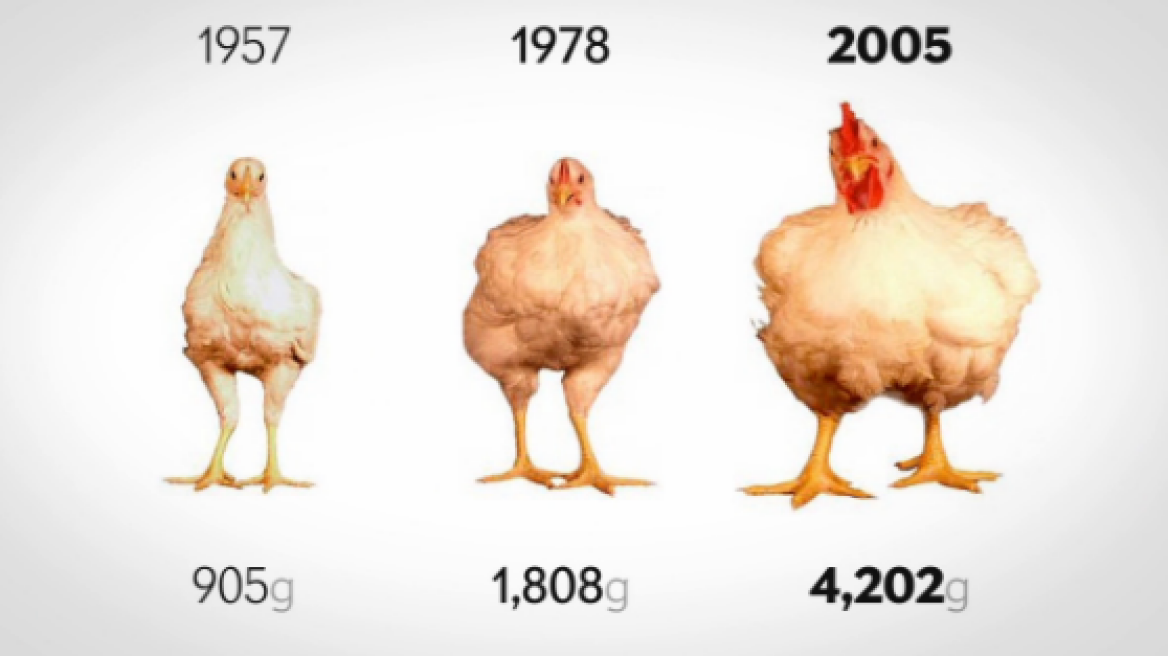 Βίντεο: Τρομακτική η αλλαγή στα κοτόπουλα από το 1957 μέχρι σήμερα 