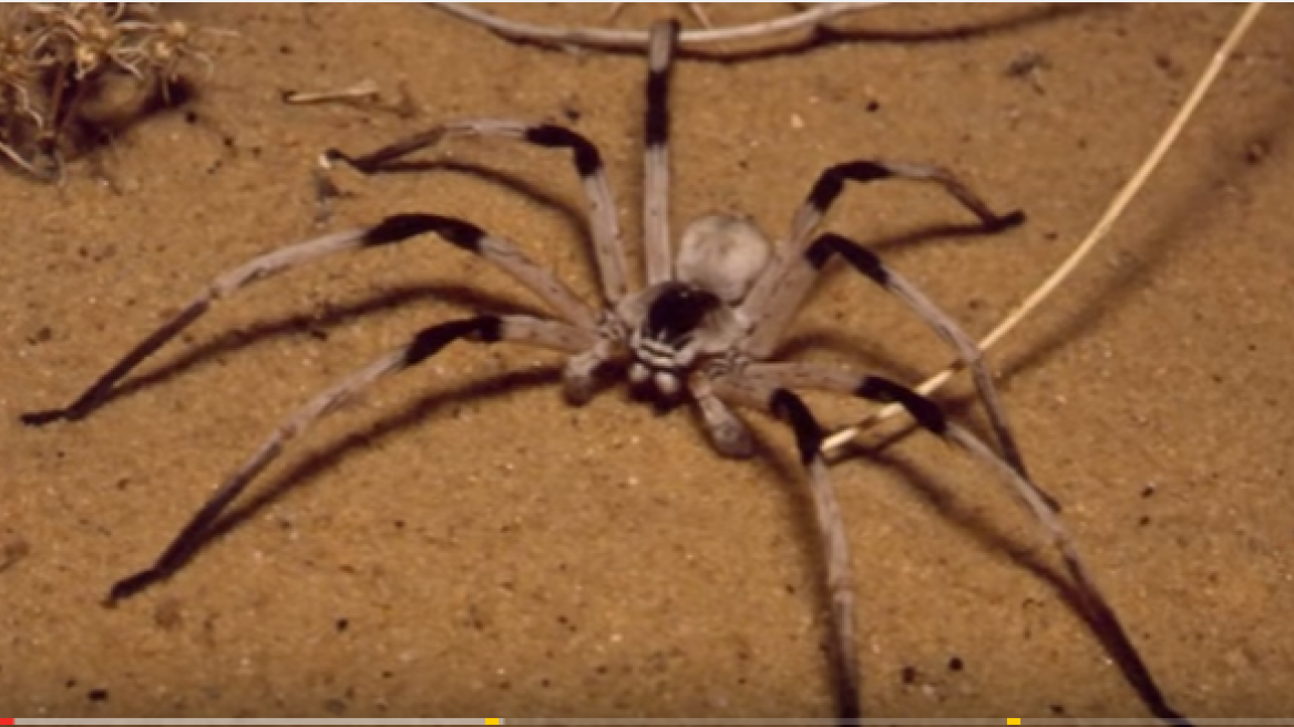 Real “giant” spiders (video)