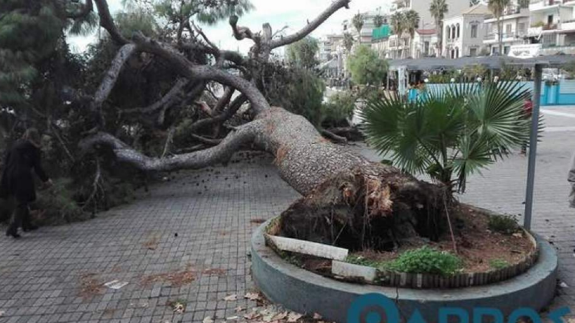 Φωτογραφία: Ξεριζώθηκε υπεραιωνόβιο πεύκο σε πλατεία της Καλαμάτας