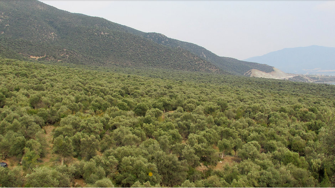 Αγριέλαιο από τη λίμνη Βόλβη με... βυζαντινή ιστορία