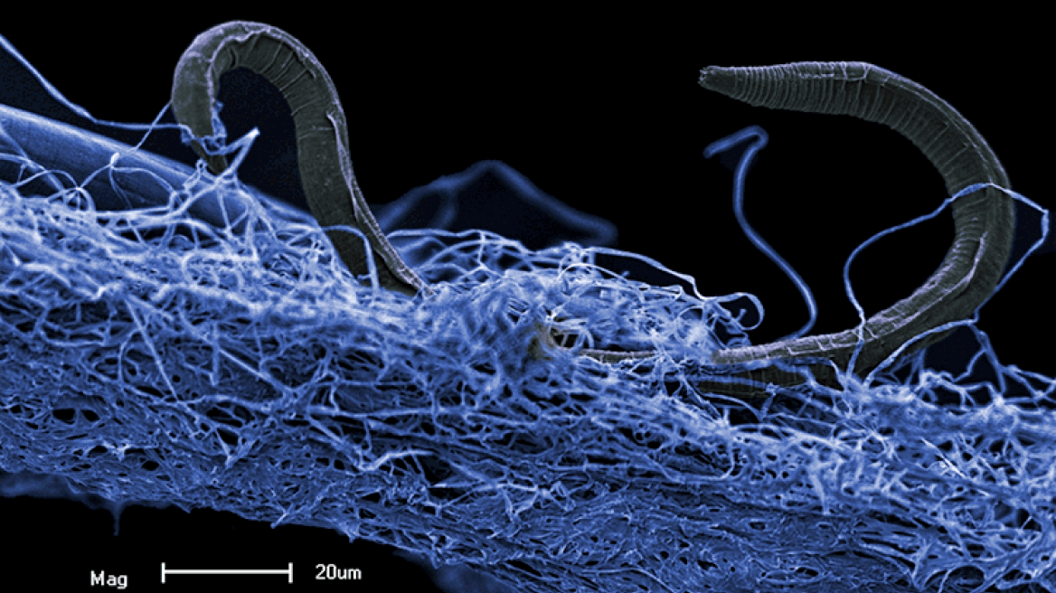 Η Γη αποκαλύπτει τα μυστικά της: Η «βαθιά ζωή» στη βιόσφαιρα του πλανήτη