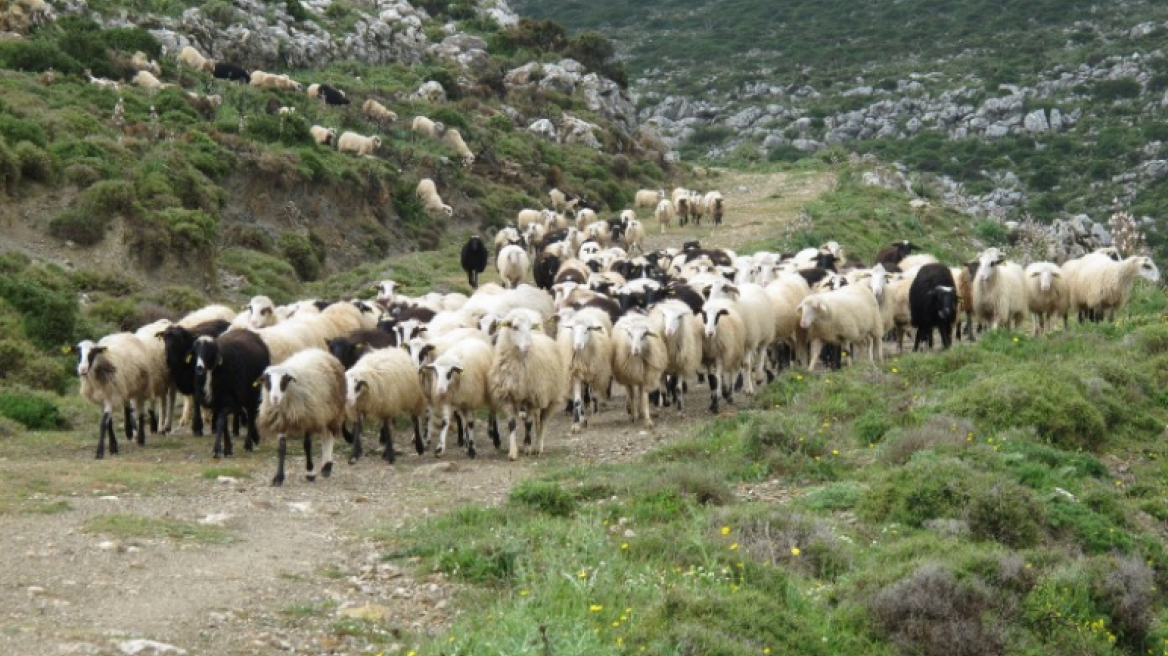 Πρώην δήμαρχος στόχος ζωοκλεφτών στην Κρήτη