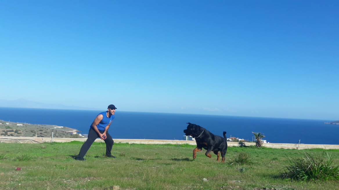 Τι είναι ο σκύλος ράτσας ροτβάιλερ; 