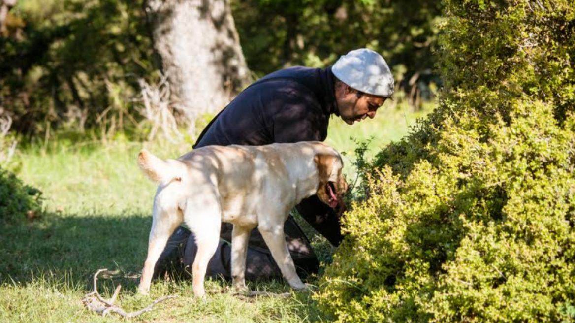 Κυνήγι τρούφας στα Μετέωρα από το Μουσείο Φυσικής Ιστορίας και Μανιταριών 