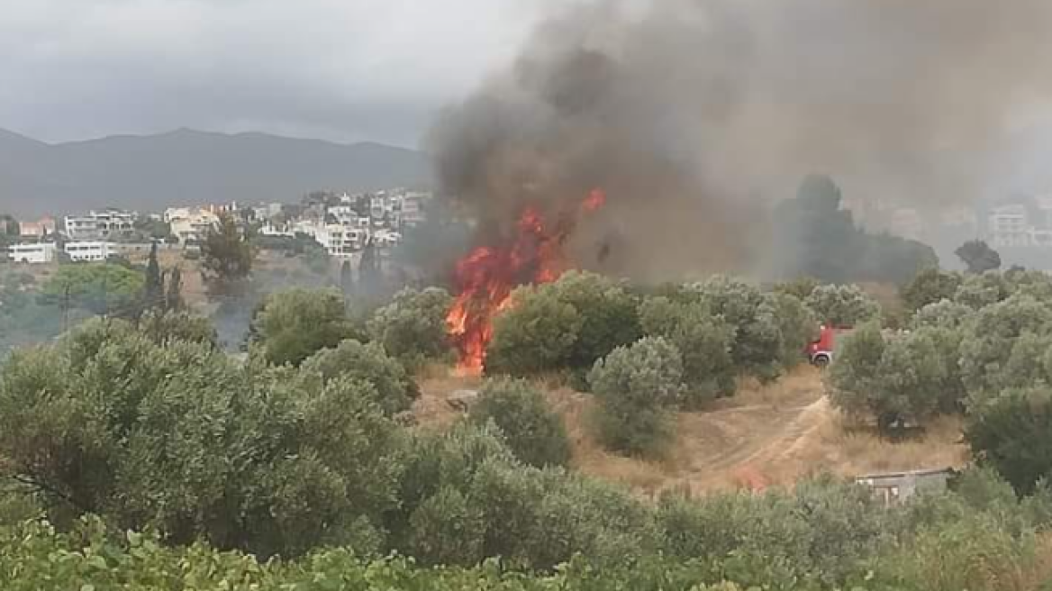 Υπό μερικό έλεγχο η φωτιά στην Παλλήνη - Δείτε φωτογραφίες