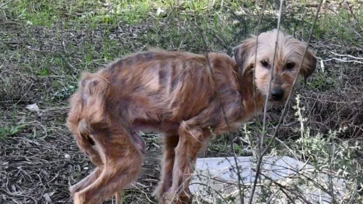 Σε άθλια κατάσταση βρήκαν 11 σκυλιά στη Νέα Αγχίαλο