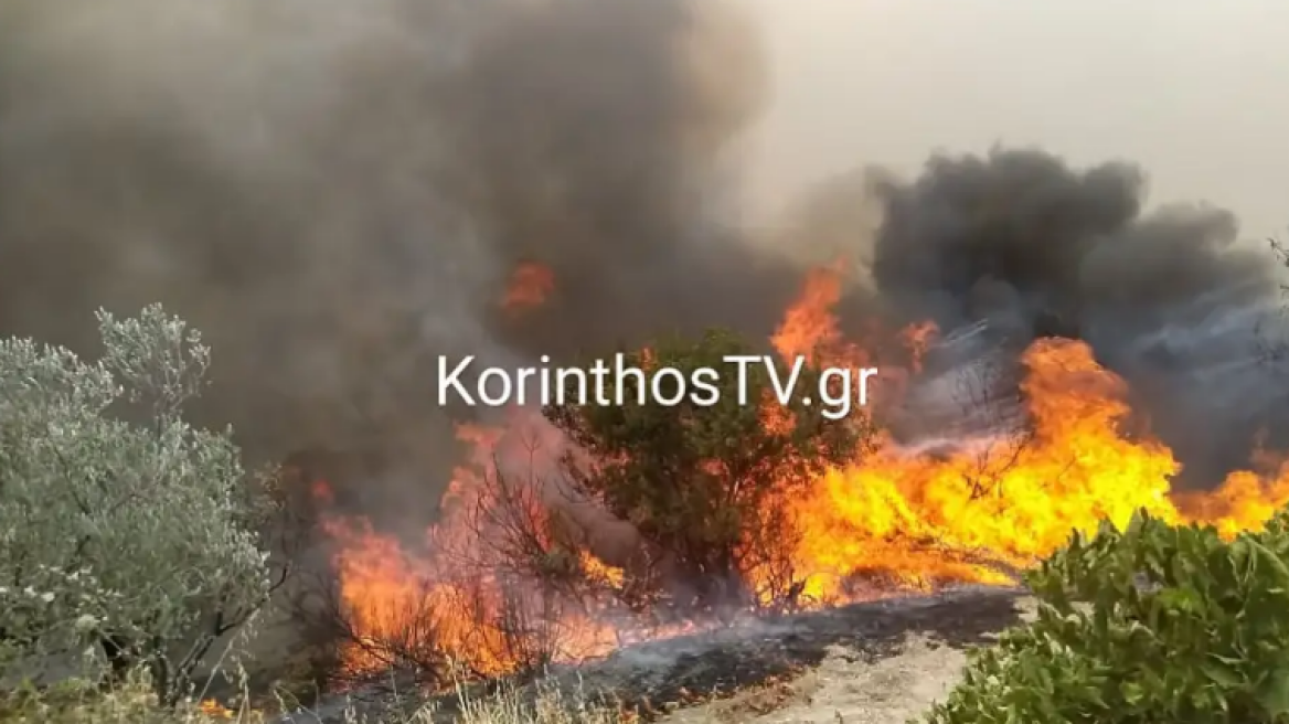 Φωτιά στο Καλέντζι Κορινθίας: Μία σύλληψη για εμπρησμό - Σε εξέλιξη το πύρινο μέτωπο 