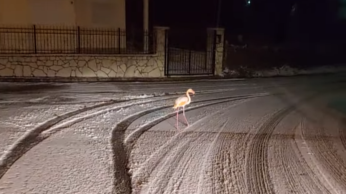 Δείτε βίντεο: Φλαμίνγκο κάνει... βόλτα μέσα στα χιόνια στον Άγιο Νικόλαο Ευρυτανίας