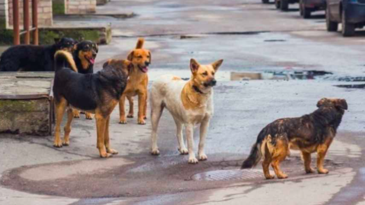 Πάτρα: Αδέσποτα σκυλιά επιτέθηκαν σε μαθητές που έπαιζαν μπουγέλο - Στο νοσοκομείο δύο παιδιά