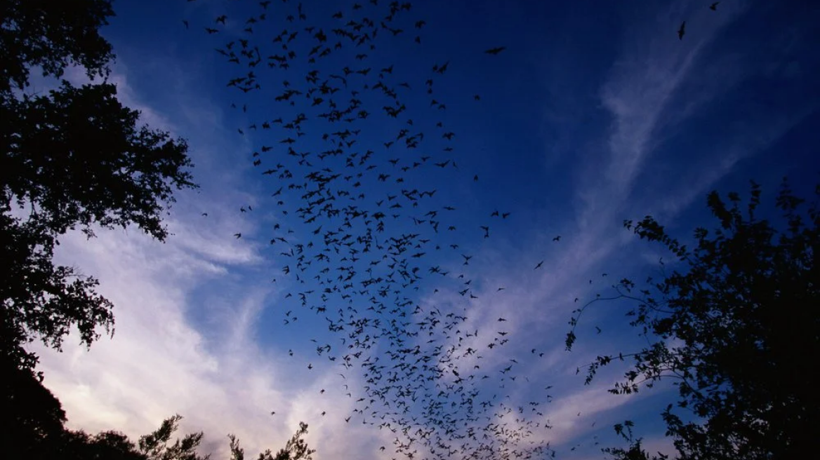 Έρευνα Nature: Η κλιματική αλλαγή θα ενισχύσει τις ιογενείς επιδημίες - Ποιες χώρες βρίσκονται στην «κόκκινη» λίστα