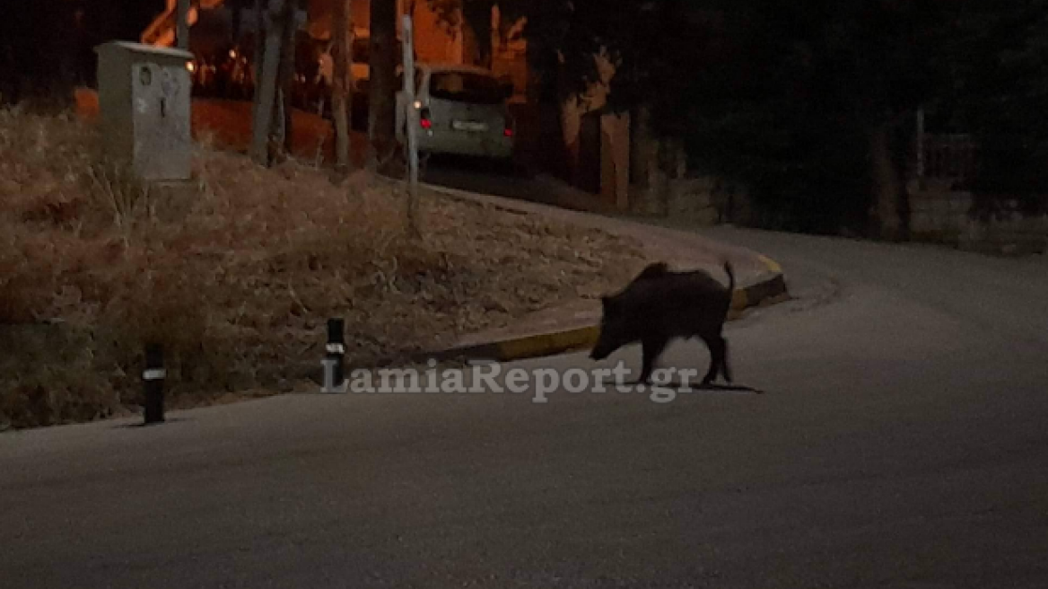 Λαμία: Νυχτερινή «απόβαση» αγριογούρουνων - Δείτε βίντεο